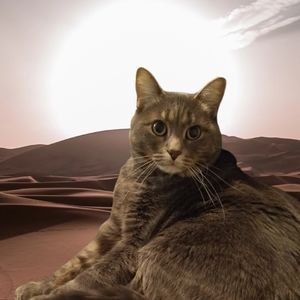 Meet your Posher, Tuxedo